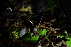 Corybas hypogaeus