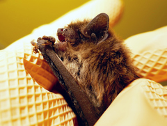 Pipistrellus