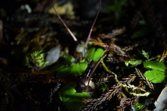 Corybas hypogaeus