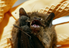 Pipistrellus