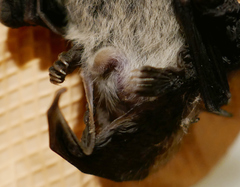 Pipistrellus