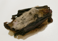 Pipistrellus
