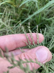 Leptochloa panicoides
