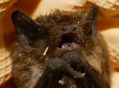 Pipistrellus