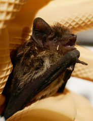 Pipistrellus