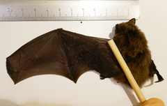 Pipistrellus