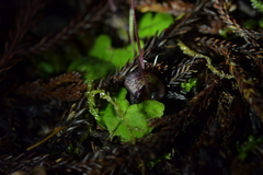 Corybas hypogaeus