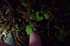 Corybas hypogaeus
