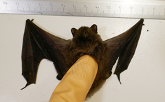 Pipistrellus