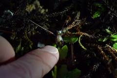 Corybas hypogaeus
