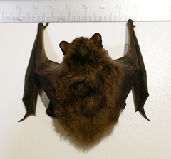 Pipistrellus