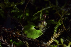 Corybas hypogaeus