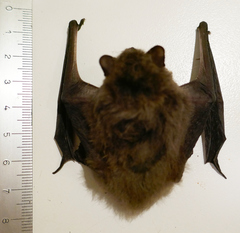 Pipistrellus