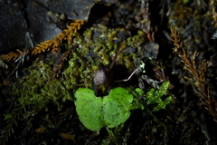 Corybas hypogaeus