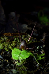 Corybas hypogaeus