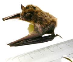 Pipistrellus