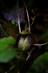 Corybas sanctigeorgianus
