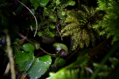 Corybas sanctigeorgianus