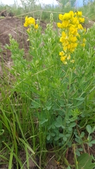 Crotalaria globifera