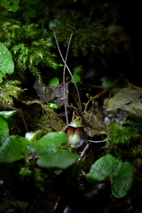 Corybas sanctigeorgianus