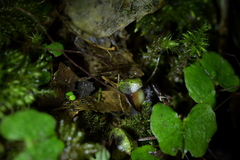 Corybas sanctigeorgianus