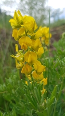 Crotalaria globifera