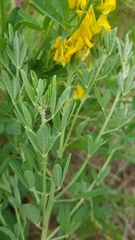 Crotalaria globifera
