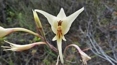 Gladiolus leptosiphon