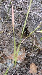 Gladiolus leptosiphon