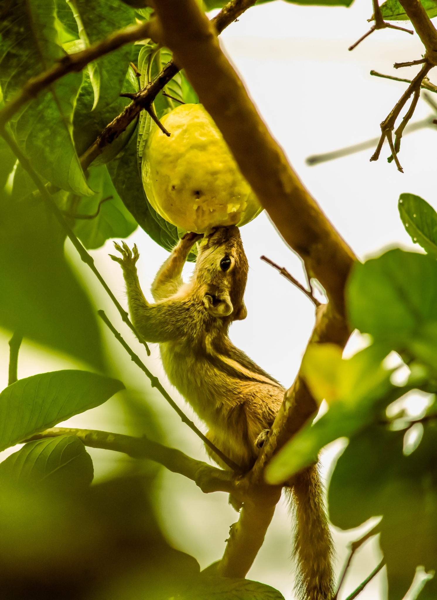Indian palm squirrel