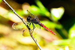 Lyriothemis cleis