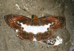 Gerosis sinica