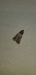 Acrobasis fallouella
