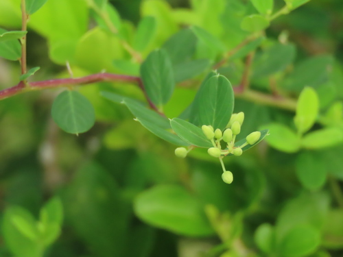 Image of Berchemia lineata by (c) chiuluan, some rights reserved (CC BY)