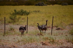 Rhea pennata