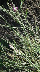 Polygala virgata virgata