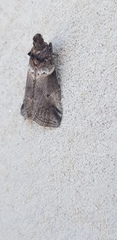Acrobasis fallouella