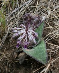 Ledebouria ovatifolia ovatifolia