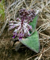 Ledebouria ovatifolia ovatifolia