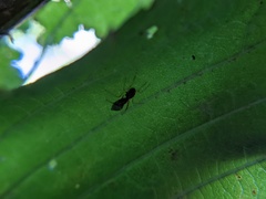 Synemosyna formica