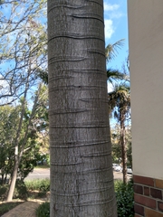 Schizolobium parahyba