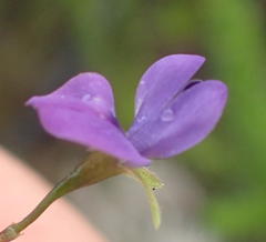 Psoralea plauta