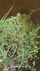 Callitriche hamulata