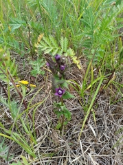 Gentianella auriculata