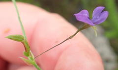Psoralea plauta
