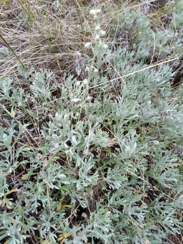 Artemisia kruhsiana subsp. alaskana (Rydb.) D.F.Murray & Elven
