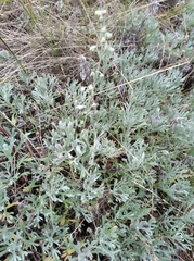 Artemisia kruhsiana