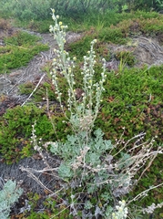 Artemisia kruhsiana