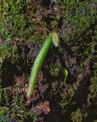 Rhipsalis baccifera