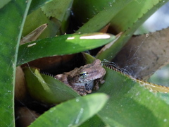 Osteocephalus oophagus